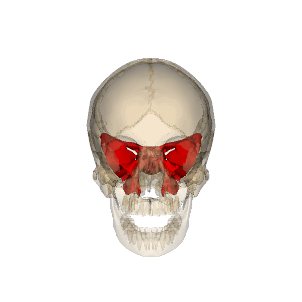 field stripping the skull the gormogons palatine bone