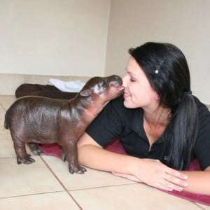 NAWHLA: North American Woman-Hippo Love Association